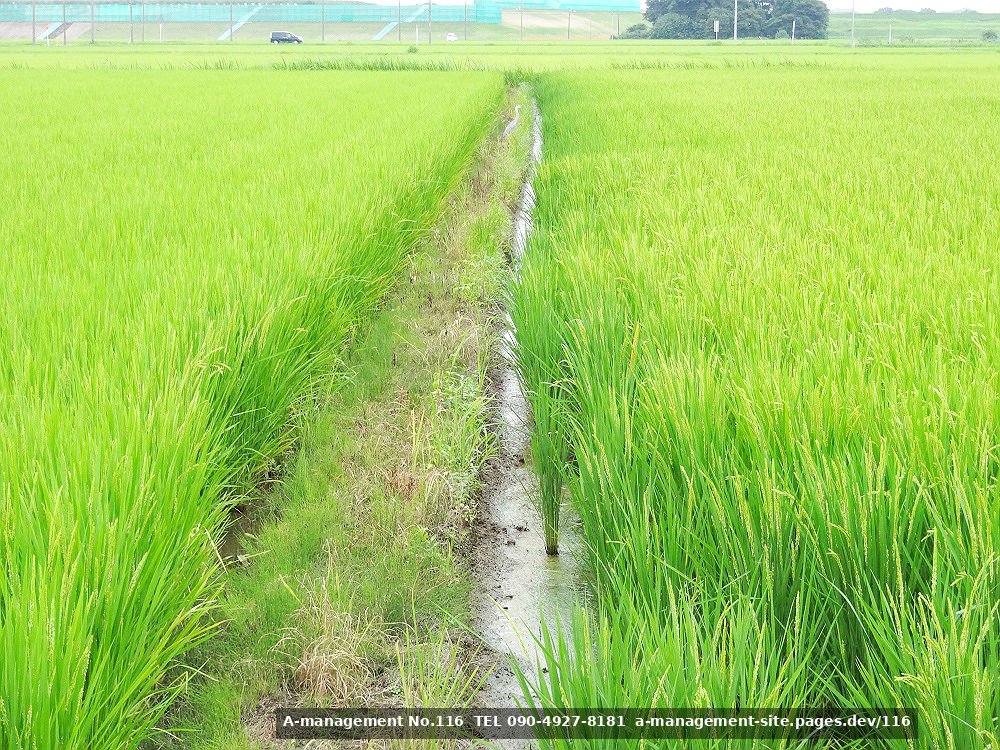 田園地帯の撮影イメージ（千葉県野田市のロケ地）